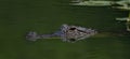 American alligator head with reflection in small Central Florida pond Royalty Free Stock Photo