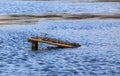 American Alligator Audubon Swamp Charleston SC