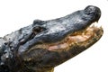 American alligator isolated on white Royalty Free Stock Photo