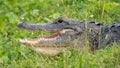 An American Alligator