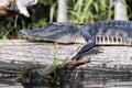 American Alligator laying on a cypress log in the Okefenokee Swamp, tight dermal scales visible