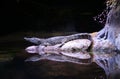 American Alligator Royalty Free Stock Photo