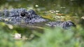 American alligator lurking Royalty Free Stock Photo