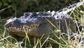 American alligator lurking Royalty Free Stock Photo