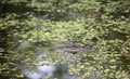 American Alligator Lurking In Shallow Bayou