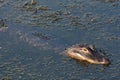 American Alligator lurking 3