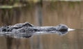 American Alligator missing an eye swimming in blackwater swamp Royalty Free Stock Photo