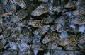 American Alligator, alligator mississipiensis, Babies in Crocodile Farm Royalty Free Stock Photo