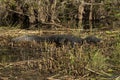 American alligator, Everglades National Park