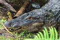 American alligator Alligator mississippiensis head closeup, lying in pond, captive animal - Florida, USA Royalty Free Stock Photo