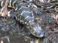 American Alligator or Alligator mississippiensis