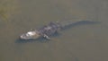 American Alligator - Alligator mississippiensis. Royalty Free Stock Photo
