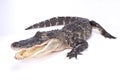 American alligator,Alligator mississippiensis Royalty Free Stock Photo