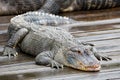 American alligator Alligator mississippiensis Royalty Free Stock Photo