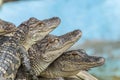 American alligator Alligator mississippiensis