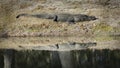 Mirror image of a huge alligator on a bank by a pond with his symmetrical reflection Royalty Free Stock Photo