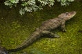 American alligator Alligator mississippiensis Royalty Free Stock Photo