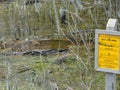 American Alligator Mississipplensis at Savannah National Wildlife Refuge, Hardeeville, Jasper County, South Carolina USA