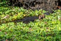 American Alligator mother sun bathes near the nest with its babies