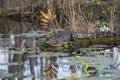 American alligator in natural habitat Royalty Free Stock Photo