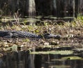 American alligator in natural habitat Royalty Free Stock Photo