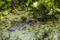 American alligator in natural habitat Royalty Free Stock Photo