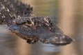 American Alligator - Okefenokee Swamp, Georgia