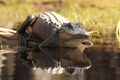 American Alligator - Okefenokee Swamp, Georgia