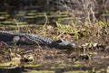 American alligator in the Okefenokee Royalty Free Stock Photo