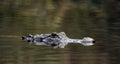 American Alligator, Okefenokee Swamp National Wildlife Refuge