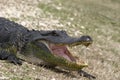 American alligator open mouth Royalty Free Stock Photo