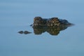 American Alligator Partially Submerged