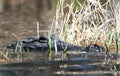 American Alligator peering from water and swamp grass in the Okefenokee Swamp, Georgia