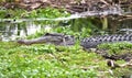 American Alligator at Phinizy Swamp Nature Park, Richmond County, Georgia