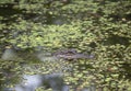 American Alligator Poking Its Head Up