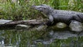 American Alligator Reflected In Dark Water Royalty Free Stock Photo