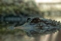 American Alligator Reflection Royalty Free Stock Photo