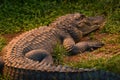 American alligator rest on a river bank