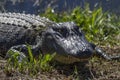 American Alligator Royalty Free Stock Photo