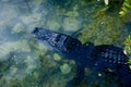 American Alligator resting in the waters of Blue Hole