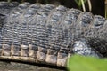 American Alligator anatomy profile showing scales and scutes on the hide