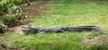 American alligator with it`s mouth open Royalty Free Stock Photo