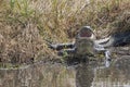 American Alligator showing his teeth to visitors