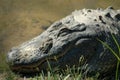 American Alligator sleeping at a MS zoo Royalty Free Stock Photo