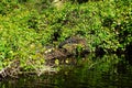 American Alligator sleeping on the riverside of the Rock springs run at Kelly park Royalty Free Stock Photo
