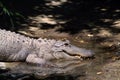 The American alligator, sometimes referred to colloquially as a gator