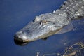 American Alligator Stalking in Water Royalty Free Stock Photo