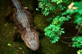 American alligator standing in the water Royalty Free Stock Photo