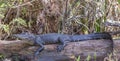 American alligator stretched out on a log