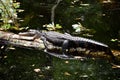 American Alligator Sun Bathing on Log Royalty Free Stock Photo